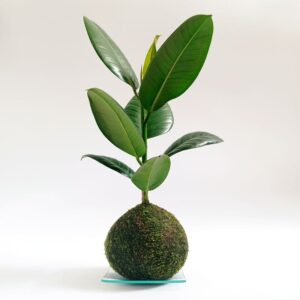 Kokedama de Ficus